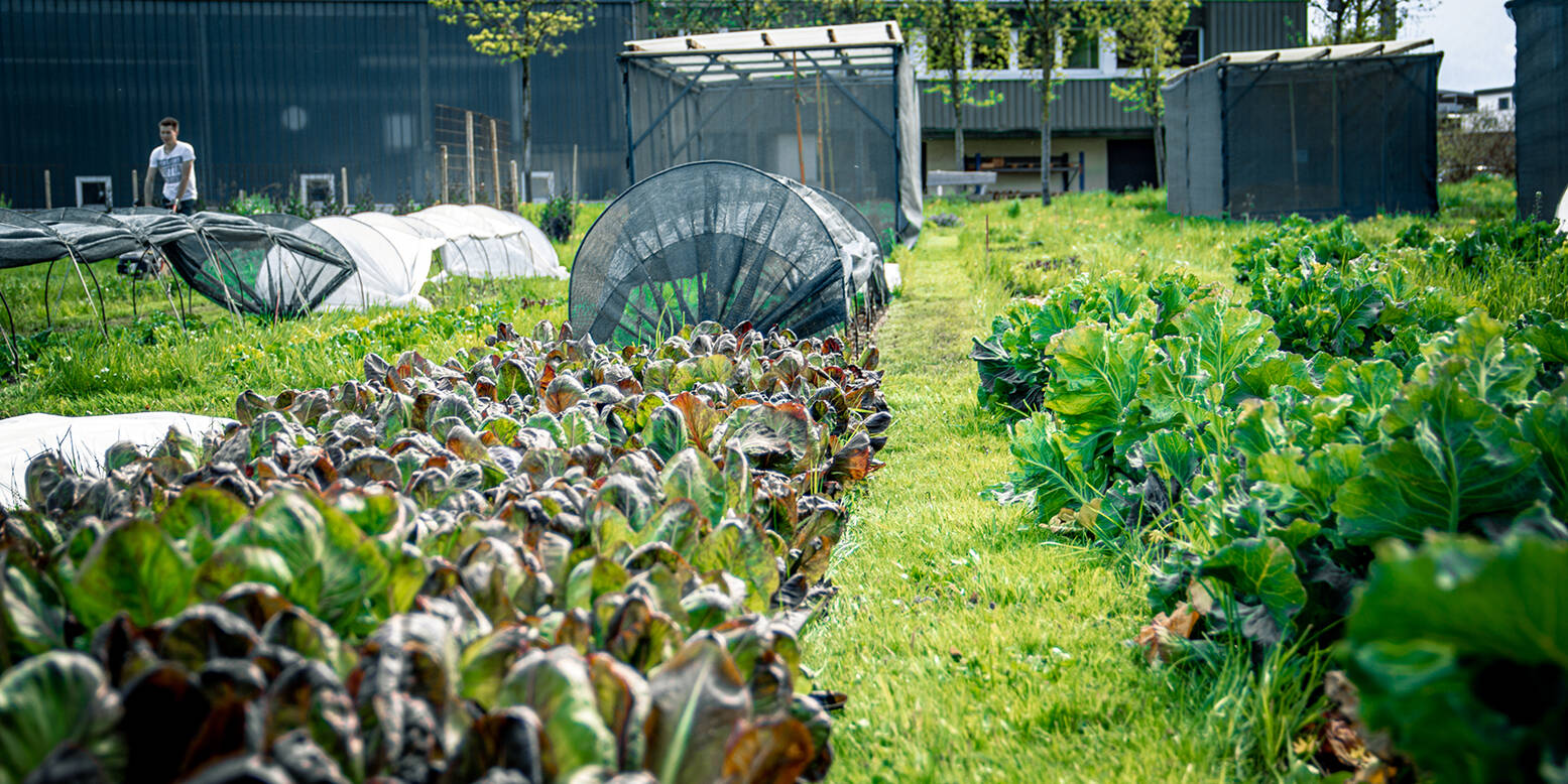 A garden with rows of leafy vegetables, including chard and cabbage, under protective netting and tunnels. A person stands in the background.